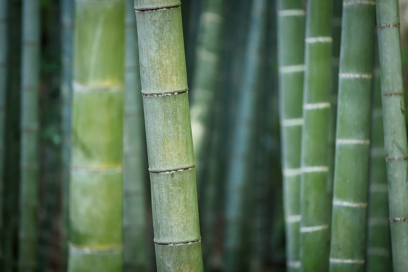 haine bambus organic