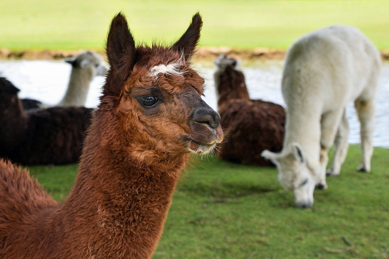 Lâna alpaca și baby alpaca