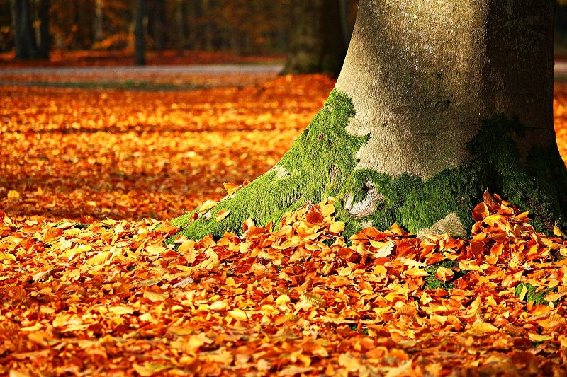 Vine toamna, bine-mi pare!